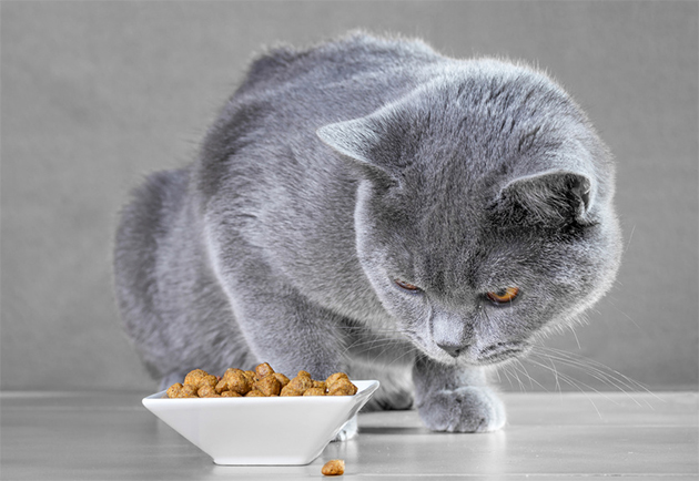 Katze begutachtet ihr neues Futter